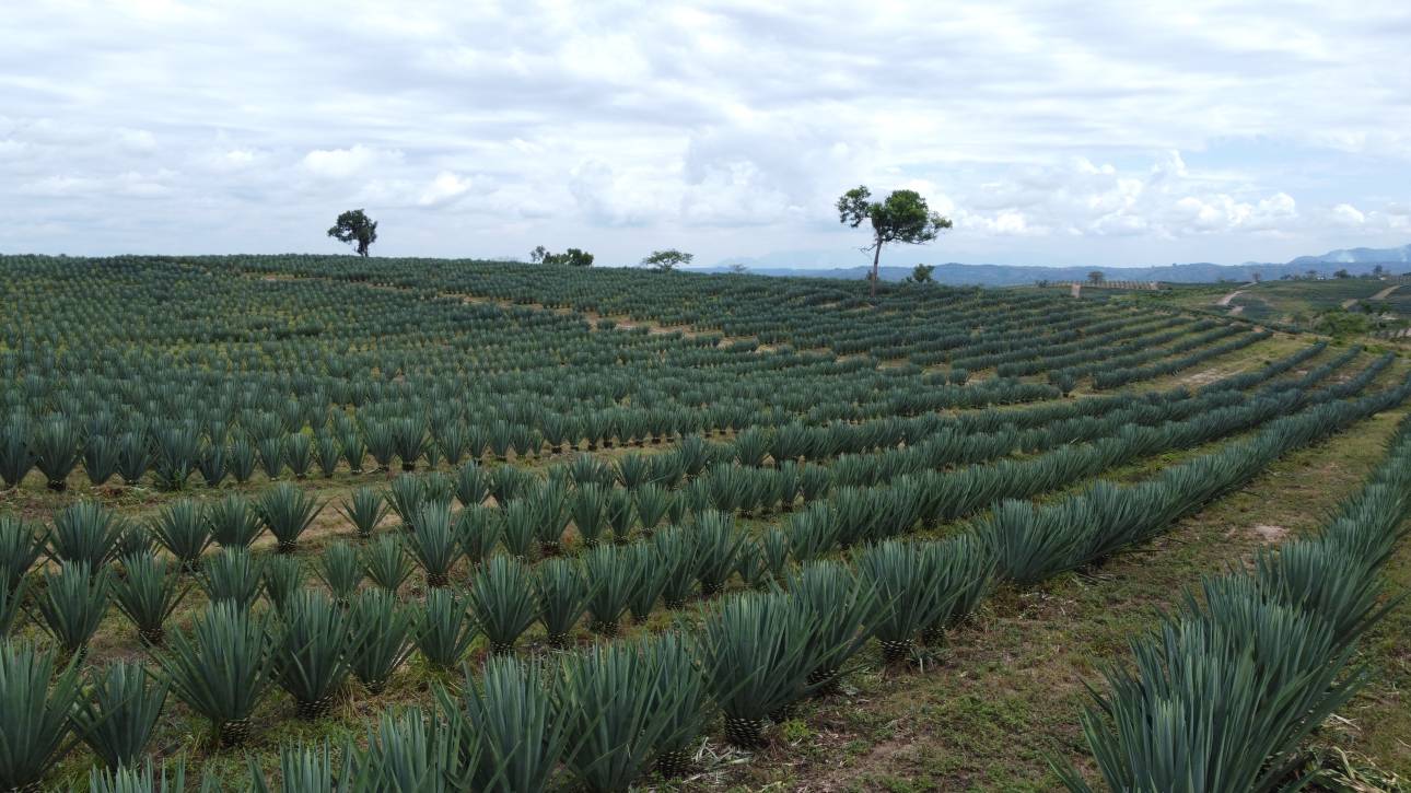 sisal farming liemba sisal estate in tanga