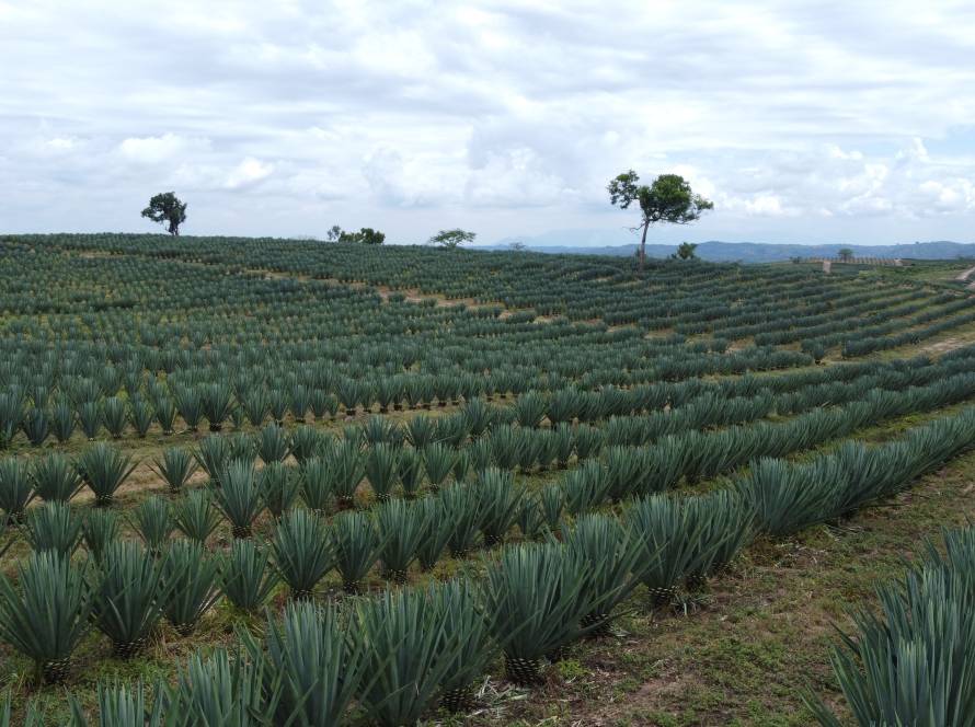 sisal farming liemba sisal estate in tanga