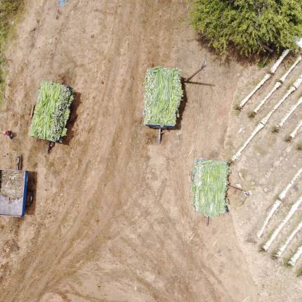 sisal fiber prices in tanzania at liemba sisal