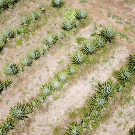 sisal tanga tanzania