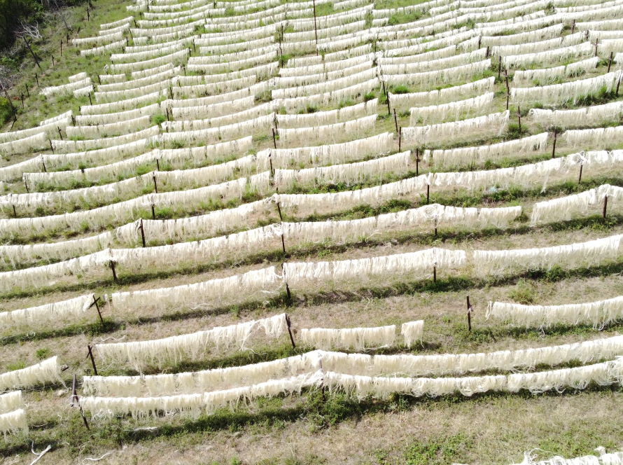 sisal fibers dried in sun at liemba sisal