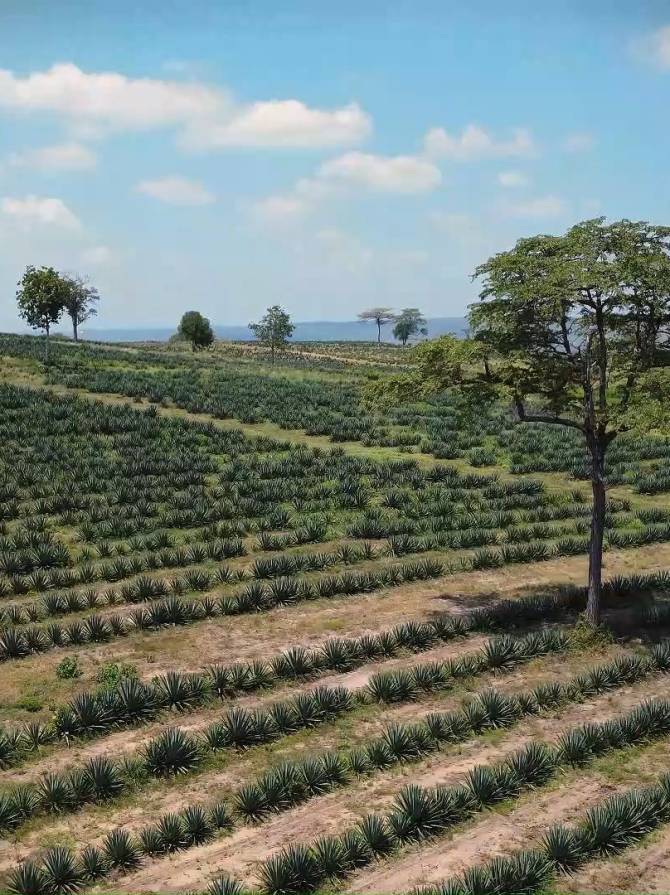 liemba estate sisal farm