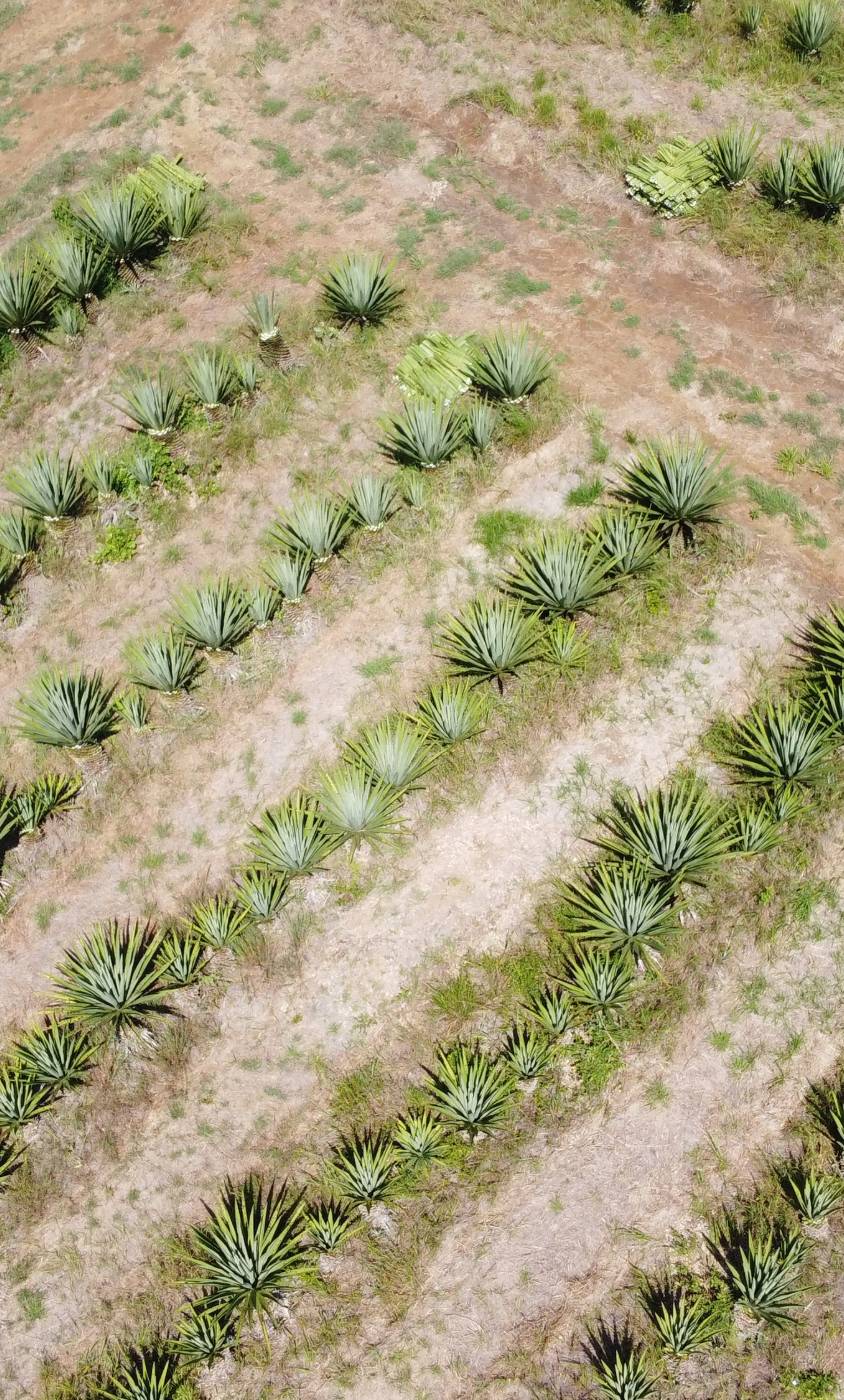 sisal tanga tanzania