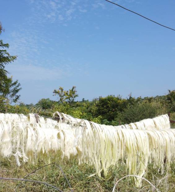 drying on quality sisal fibers in tanga tanzania