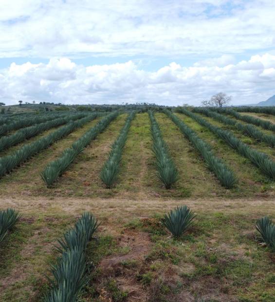 sisal farming in tanzania