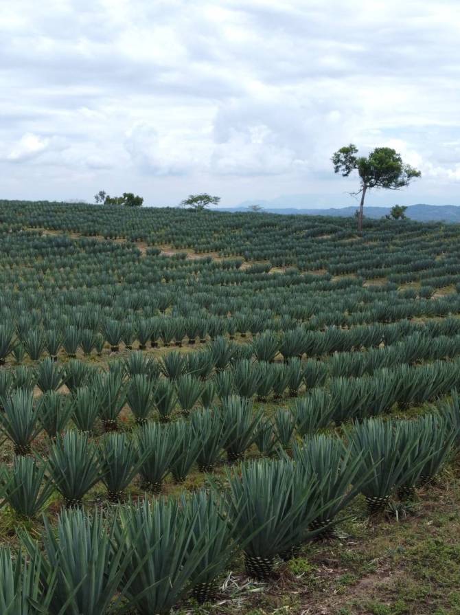 sisal farming liemba sisal estate in tanga